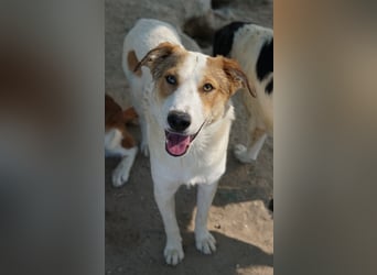 Chico, geb. ca. 10/2024, lebt in GRIECHENLAND, im städt. Tierheim Serres