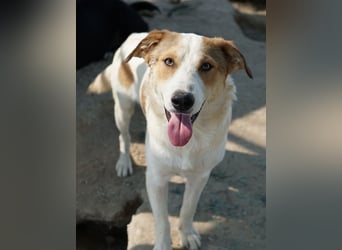 Chico, geb. ca. 10/2024, lebt in GRIECHENLAND, im städt. Tierheim Serres