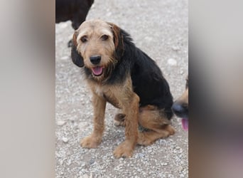 Yasko, geb. ca. 11/2022, lebt auf einer Pflegestelle in 44649 Herne