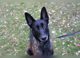 Makeba, Holl. Schäferhund, geb. 2019, gut erzogen, sportl. gern als Frauenhund