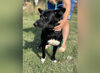 Osiris, geboren 04.02.2023, 57cm sucht sein Für-immer-Zuhause