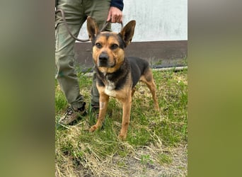 Mancs, geboren 22.04.2022, 56cm sucht seine Menschen