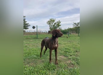 Csoki, geboren 01.08.2022, 61cm sucht Menschen mit Herz