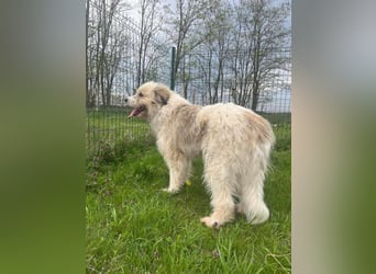 Zelda, geboren 01.06.2022, 62cm sucht ihr Glück