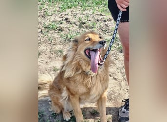 Merlin, geboren 01.03.2021, 58cm sucht sein Körbchen