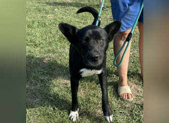 Osiris, geboren 04.02.2023, 57cm sucht sein Für-immer-Zuhause