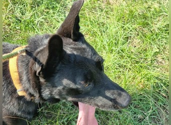 Atlas, geboren 24.05.2022, 60cm sucht sein Glück
