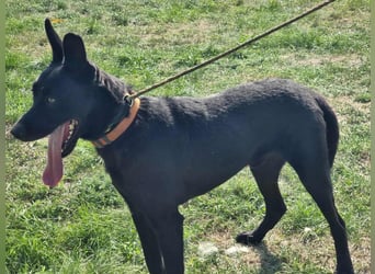 Atlas, geboren 24.05.2022, 60cm sucht sein Glück