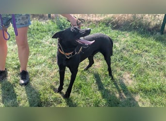 Atlas, geboren 24.05.2022, 60cm sucht sein Glück