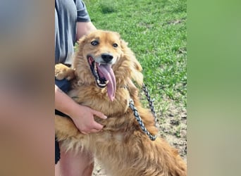 Merlin, geboren 01.03.2021, 58cm sucht sein Körbchen