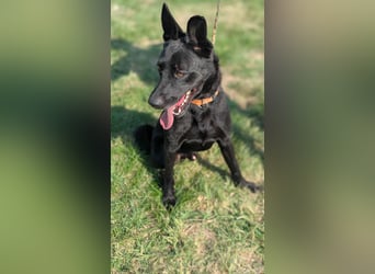 Atlas, geboren 24.05.2022, 60cm sucht sein Glück