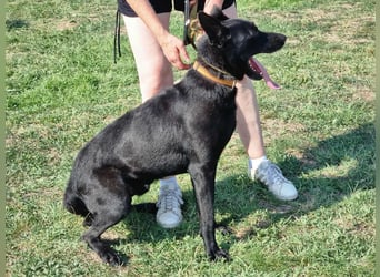 Atlas, geboren 24.05.2022, 60cm sucht sein Glück