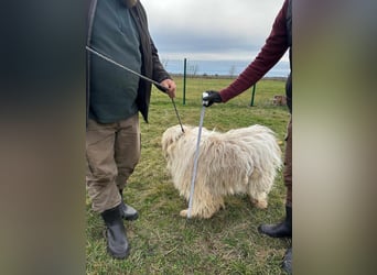 Zelda, geboren 01.06.2022, 62cm sucht ihr Glück