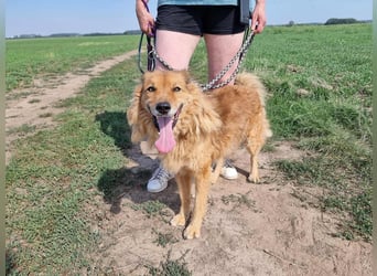 Merlin, geboren 01.03.2021, 58cm sucht sein Körbchen