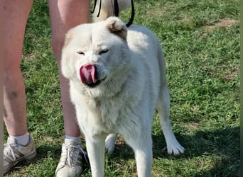 Zuzu, geboren 01.01.2018, 59cm sucht ihre Menschen
