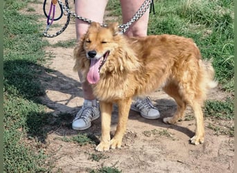 Merlin, geboren 01.03.2021, 58cm sucht sein Körbchen