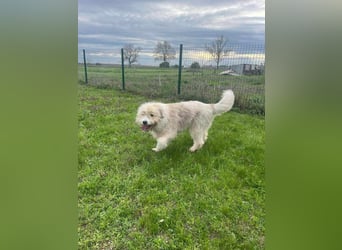 Zelda, geboren 01.06.2022, 62cm sucht ihr Glück