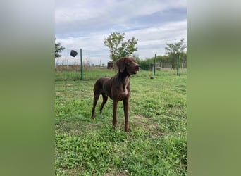 Csoki, geboren 01.08.2022, 61cm sucht Menschen mit Herz