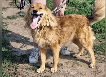 Merlin, geboren 01.03.2021, 58cm sucht sein Körbchen