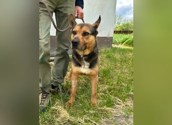 Mancs, geboren 22.04.2022, 56cm sucht seine Menschen