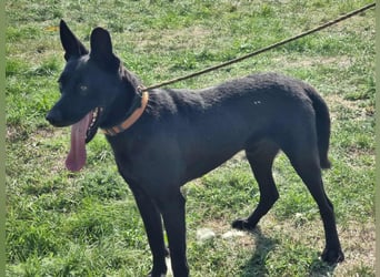 Atlas, geboren 24.05.2022, 60cm sucht sein Glück