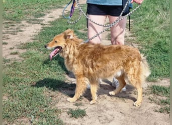 Merlin, geboren 01.03.2021, 58cm sucht sein Körbchen