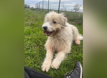 Zelda, geboren 01.06.2022, 62cm sucht ihr Glück