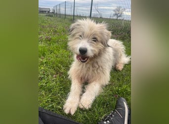 Zelda, geboren 01.06.2022, 62cm sucht ihr Glück