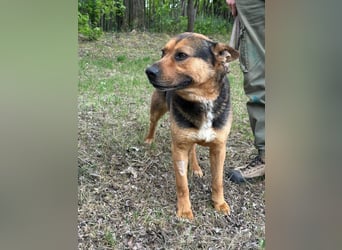 Mancs, geboren 22.04.2022, 56cm sucht seine Menschen