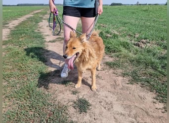 Merlin, geboren 01.03.2021, 58cm sucht sein Körbchen