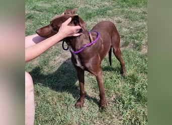 Csoki, geboren 01.08.2022, 61cm sucht Menschen mit Herz