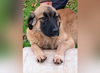 Bear sucht seine Seelenmenschen