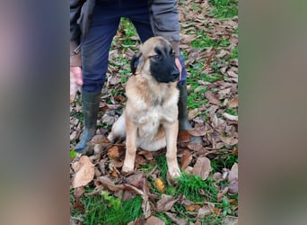 Bear sucht seine Seelenmenschen