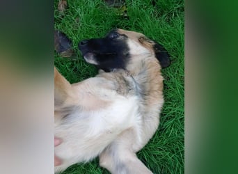 Bear sucht seine Seelenmenschen