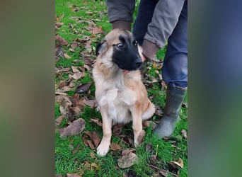 Bear sucht seine Seelenmenschen