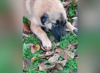 Bear sucht seine Seelenmenschen