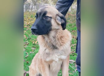 Bear sucht seine Seelenmenschen