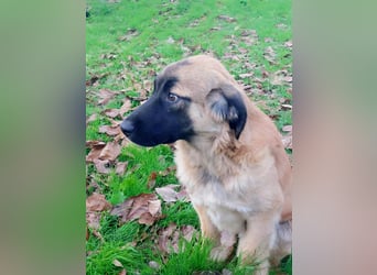 Bear sucht seine Seelenmenschen