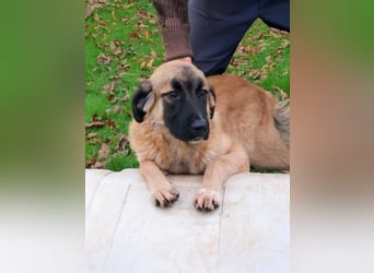 Bear sucht seine Seelenmenschen