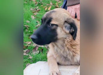 Bear sucht seine Seelenmenschen