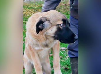 Bear sucht seine Seelenmenschen