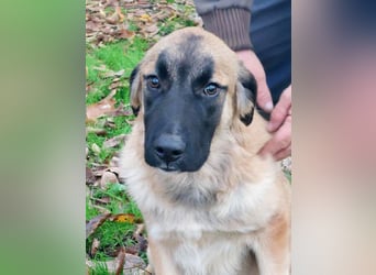 Bear sucht seine Seelenmenschen