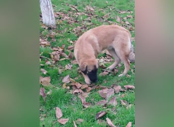 Bear sucht seine Seelenmenschen