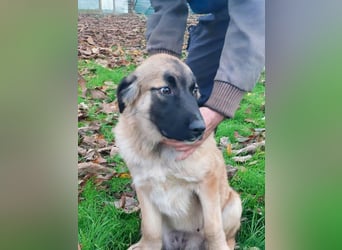 Bear sucht seine Seelenmenschen