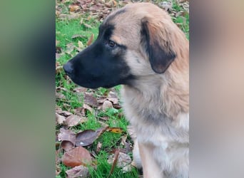 Bear sucht seine Seelenmenschen