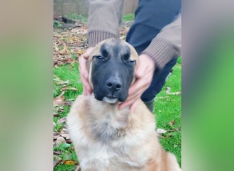 Bear sucht seine Seelenmenschen