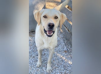 Boq, geb. ca. 07/2023, lebt in GRIECHENLAND, im städt. Tierheim Serres