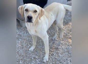 Boq, geb. ca. 07/2023, lebt in GRIECHENLAND, im städt. Tierheim Serres