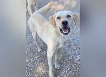 Boq, geb. ca. 07/2023, lebt in GRIECHENLAND, im städt. Tierheim Serres