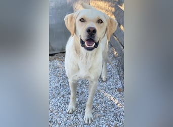 Boq, geb. ca. 07/2023, lebt in GRIECHENLAND, im städt. Tierheim Serres